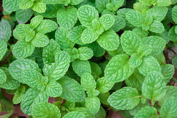 Mint grows in the vegetable garden.