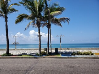 trees on the beach