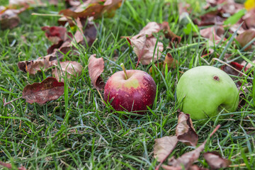 Apples lie in the grass among fallen leaves