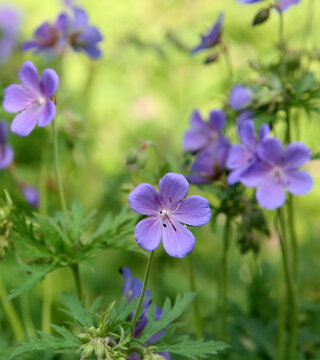 Flowers geranium pratense meadow cranesbill