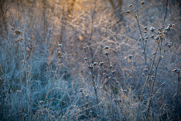 Paisaje de bosque verde oscuro Hermoso bosque con suelo cubierto de musgo y rayos del sol a través de los árboles	