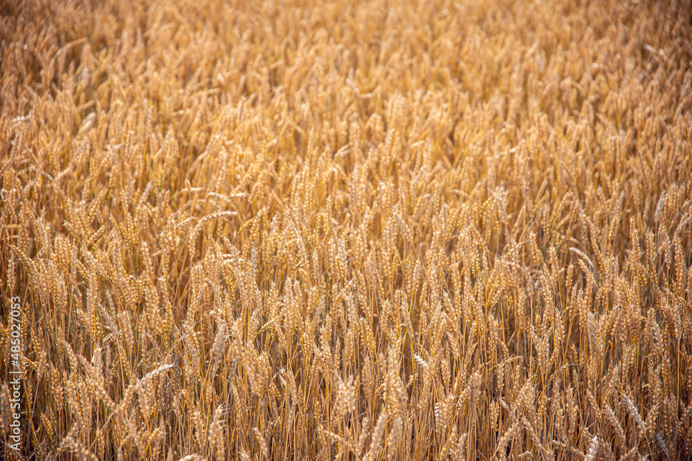 Sticker a top view of a golden wheat field on a sunny day