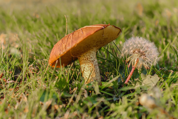 Edible forest mushroom buttercup in nature