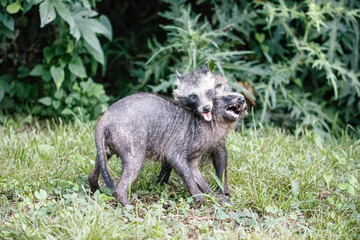 じゃれ合う2頭のタヌキ