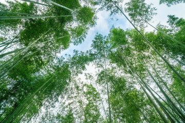 Sagano Bamboo forest -Arashiyama Bamboo Grove -Looking up to bright green bamboo trunks - All bamboo leaves are very green and fresh. Kyoto, Ukyo Ward, Kansai region, Honshu, Japan, Asia.