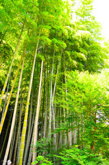 Fototapeta premium 竹林