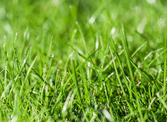 Texture, background, pattern of green grass with rain drops. Bokeh with light reflection