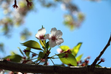 桜の花と若葉が入れ替わる時期ののソメイヨシノの花のアップ
