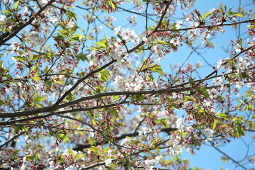 桜の花と若葉が入れ替わる時期ののソメイヨシノ