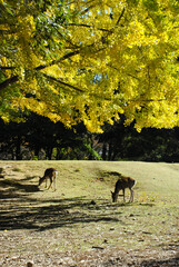 Fototapeta na wymiar 秋の奈良公園　鹿と銀杏
