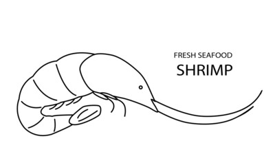 Fresh shrimp. Vector illustration, hand drawn with an outline on a white background. Doodle style. For seafood logo, restaurants, menu