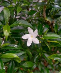 Obraz na płótnie Canvas Beautiful jasmine flowers