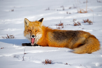 Red Fox Laying in the Snow Yawning 