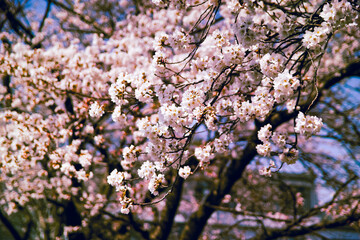 満開の桜をフィルム調にて