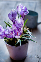 spring flowers in the pot