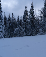 Winter forest with snow-covered fir trees high in the mountains. Dawn with bright colors on the horizon far away in the mountains. Golden clouds with the first rays of the sun.