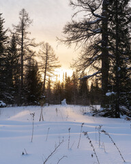 Winter forest with snow-covered fir trees high in the mountains. Dawn with bright colors on the horizon far away in the mountains. Golden clouds with the first rays of the sun.