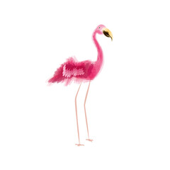flamingo bird watercolor