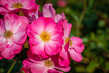 Bright pink wild rose flowers in a botanical garden