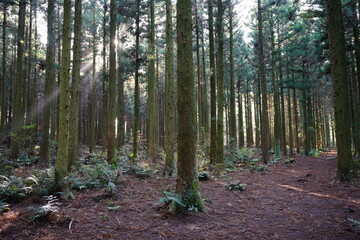 Fototapeta premium fascinating cedar forest in the sunlight