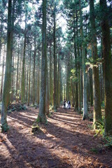 Obraz premium fascinating cedar forest in the sunlight