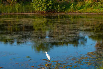 Naklejka na ściany i meble Egret hunting in a lake near a swamp in Pelican Park, Florida.