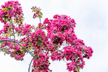 Beautiful branch with lush blooming flowers of Redbuds tree in spring in New England. Prescott Park. Portsmouth, New Hampshire, US