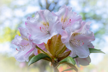 Petals of a white and pink azalea among green leaves in early spring in a garden with a blurred background. Stamens on strings. Soft focus, blurred background