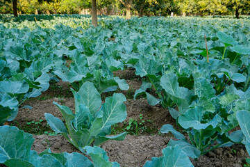 Naklejka premium Cauli flower, brassica oleracea, being cultivated in an agriculture field. View of green farming of a village in West Bengal, India.