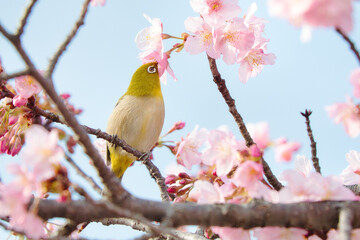 メジロのクローズアップ