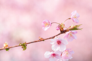 河津桜のアップ