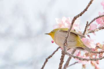 メジロと河津桜