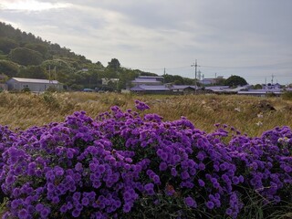 Purple village with purple flowers