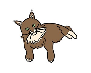 ペットの猫のメインクーン