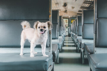 Dog so cute inside a railway train wait for travel