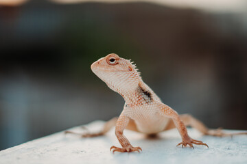 Fototapeta premium Closeup shot of a chameleon staring at the camera