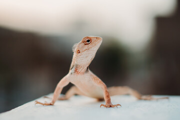 Obraz premium Closeup shot of a chameleon staring at the camera