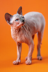 Portrait of Canadian Sphynx Cat of blue mink and white color with an attentive look on orange background. Beautiful hairless 4-month-old female kitten stands full-length. Full shot. Studio shot.