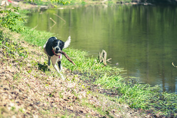 Dog with a stick running towards the owner. Young active mongrel doggy playing the side of a water pond. Selective focus on the details, blurred background.