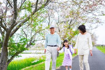 Fototapeta premium 祖父母と元気に登校する小学生の女の子