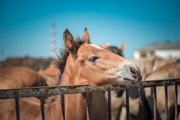 A horse in a paddock on a farm on a summer day.