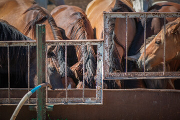 A horse in a paddock on a farm on a summer day.