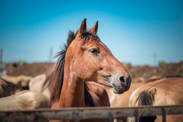 Fototapeta premium A horse in a paddock on a farm on a summer day.