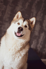 Cheerful Malamute girl portrait. Vintage studio shot of a white purebred dog in the indoors. Adorable family member. Selective focus on the details, blurred background.