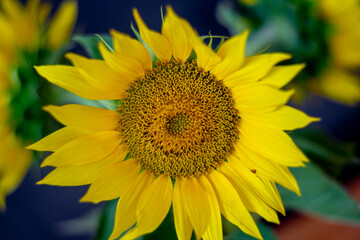 Fototapeta premium Sunflowers in the grey vase. Close up. Detail. Selective focus.
