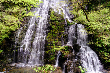 Fototapeta premium 福井県池田町の龍双ヶ滝、春、日本の滝100選