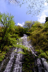 福井県池田町の龍双ヶ滝、春、日本の滝100選