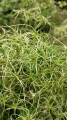 green moss on a grass