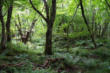 dense summer forest with mossy rocks and old trees