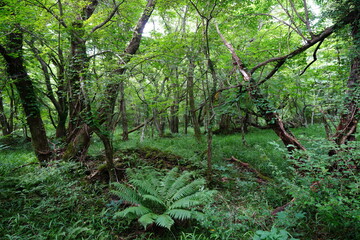 fallen trees in thick wild forest